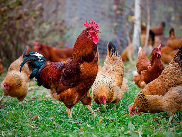 Породы куриц | ЗооТом - продажа, вязка и услуги для животных в Ржеве