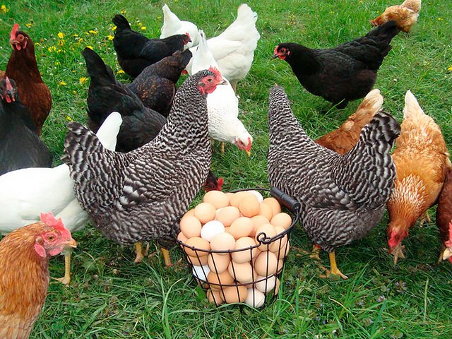 Содержание кур и уход за ними | ЗооТом - продажа, вязка и услуги для животных в Ржеве