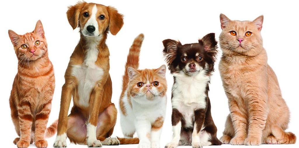 Доска объявлений о животных | ЗооТом - продажа, вязка и услуги для животных в Ржеве