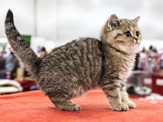 Породы кошек в Ржеве | ЗооТом портал о животных