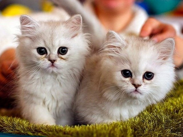 Породы кошек в Ржеве | ЗооТом портал о животных