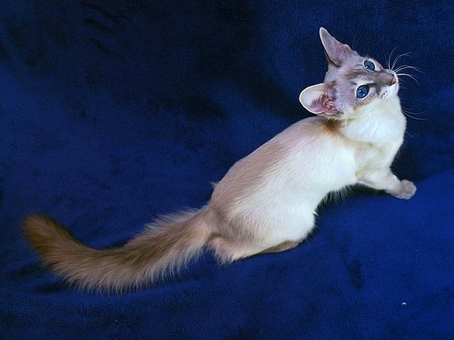 Выведенные породы кошек в Ржеве | ЗооТом портал о животных