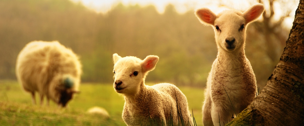 Объявления о сельскохозяйственных животных | ЗооТом - продажа, вязка и услуги для животных в Ржеве