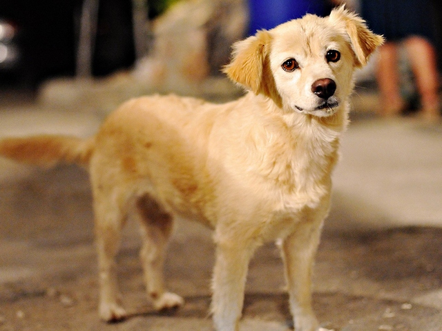 Породы собак в Ржеве | ЗооТом портал о животных