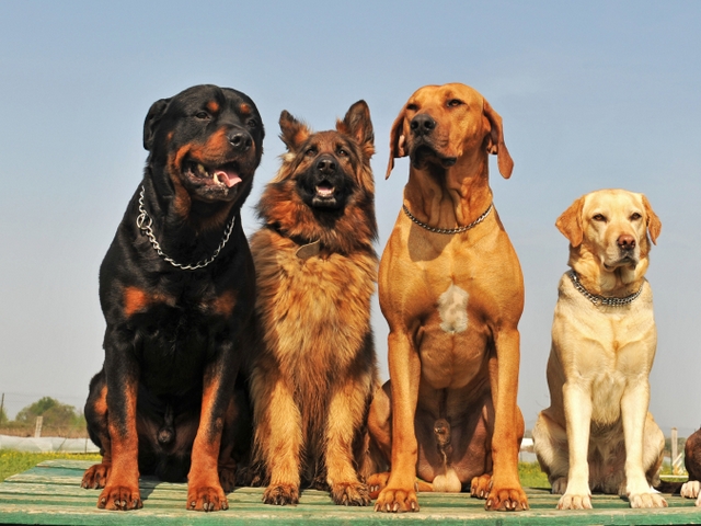 Крупные породы собак в Ржеве | ЗооТом портал о животных