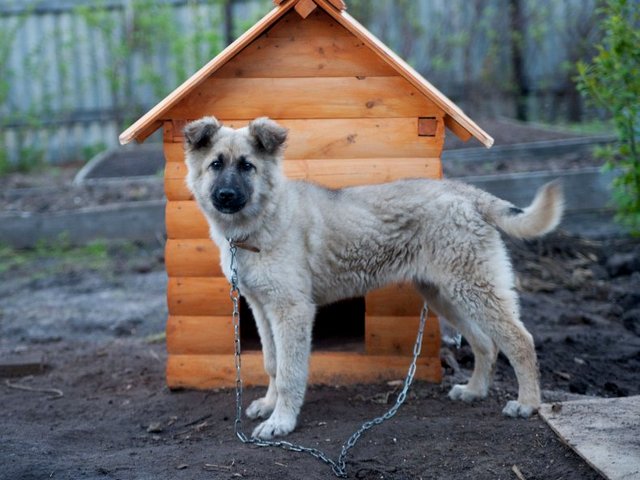 Все о собаках в Ржеве